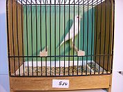 Tischvogel