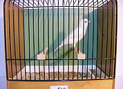 3.Vogel